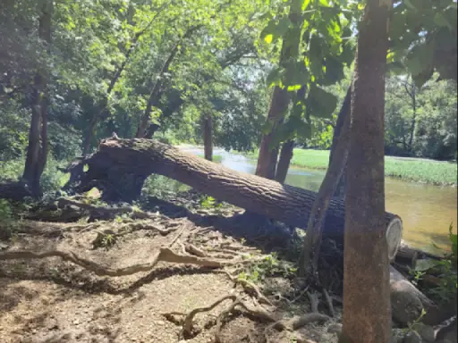 A tree blocks a path near a river, showing how blocked pipes need Titan Plumbing & Drains to clear the way.